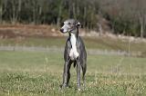 WHIPPET 359